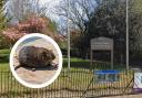 The simple steps you can follow to stop Southend parks being plagued by rats