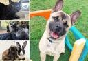 Could you give any of these pets a new home?