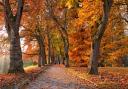 Autumn walks - delights in south Essex