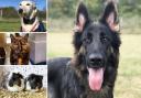 Can you give any of these Essex pets a home?
