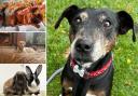 Can you give a home to any of these Essex pets?