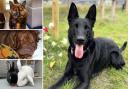 Can you give any of these pets a home in Essex?