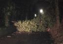 Fallen - A huge tree blocks the road in Benfleet