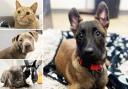 Could you give any of these pets a home in Essex?