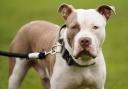 Stray XL Bullies will be put down if left unclaimed by owner, Essex council says