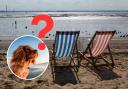 Should dogs be allowed on Southend's beaches in summer? Readers have their say