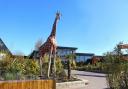 Popular - Colchester Zoo, in Maldon Road, Colchester