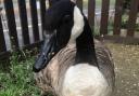 Tributes paid to social media sensation Canvey Lake goose after 'fox attack'