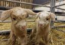 Adorable – Baby goat cuddling experience in Hadleigh