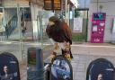 Here's why you might see (and hear) a bird of prey at a Southend train station