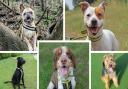 Check this week's Dogs Trust Basildon pups looking for a new home, including a Welsh Terrier.