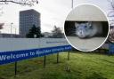 Number of pest sightings at trust which runs Southend and Basildon hospitals revealed