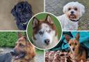 Meet five gorgeous pooches at Dogs Trust Basildon looking for their forever homes