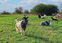 Adorable – Cheviot goats at Wat Tyler Heights