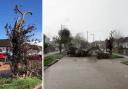 Seven trees down across Belfairs as strong wind hits batter Essex - here's where
