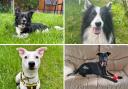 Four adorable pooches at Dogs Trust Basildon waiting for their forever homes