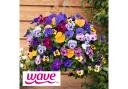 You Garden's Pansy 'Top Wave' is the world's first full-sized fragrant trailing pansy