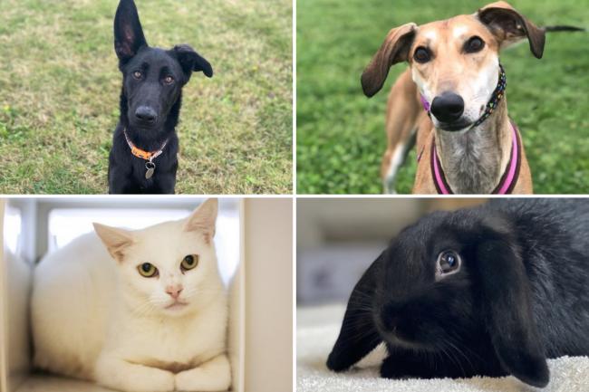 These four animals are looking for new homes in Essex (RSPCA Essex/Danaher Animal Home)