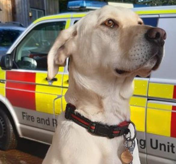 GOOD BOY: Bailey is set to go from rescued to rescuer after training to be a ECFRS search dog (ECFRS)