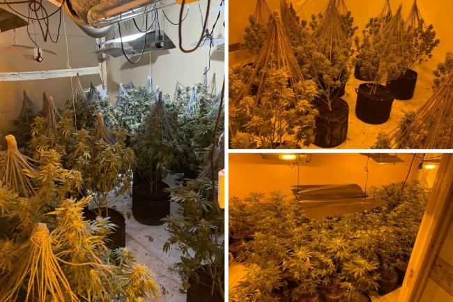Busted - Basildon weed farm. Pics: Essex Police