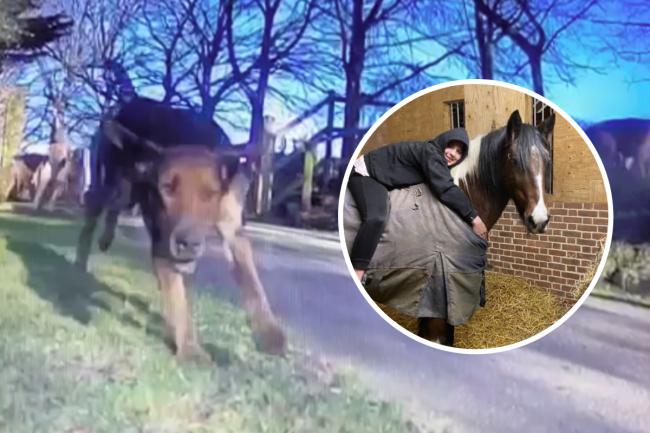 Devoted - the hounds caught on CCTV running on to the Grove estate and, inset, Alfie Line on Barney