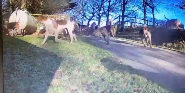 Echo: Hunt - the hounds run free on the Grove Estate