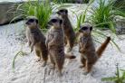 Meerkats - Call of the Wild Zoo