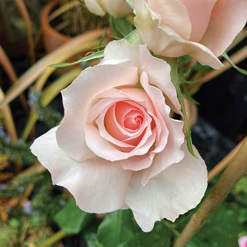 Echo: The Queen Elizabeth II Rose (You Garden)