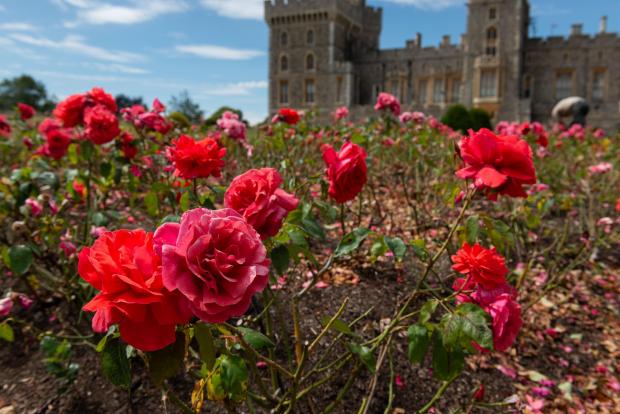 Echo: The pink roses in the East Terrace Garden at Windsor Castle (PA) 