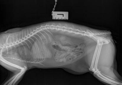 Echo: An x-ray showing the 'clean cut' on the cat's tail