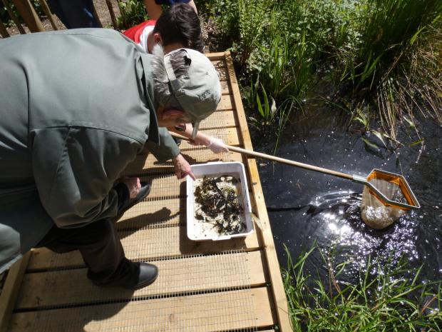 Echo: Visitors try out pond dipping