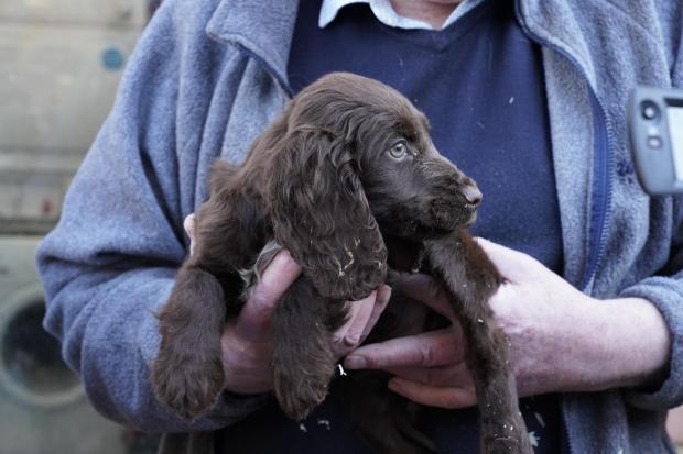 Dead puppies were found in the freezer at two properties. Credit: RSPCA