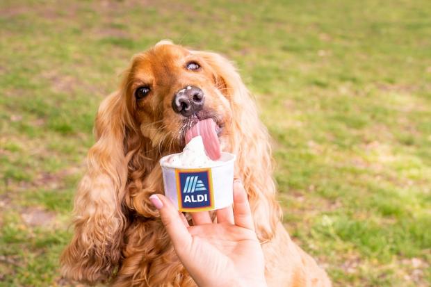 Echo: This weekend, Aldi will be delivering the ice creams direct to dogs. Picture: Aldi