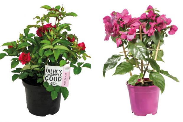 Echo: (left) Garden Rose and (right) Bougainvillea (Lidl/Canva)