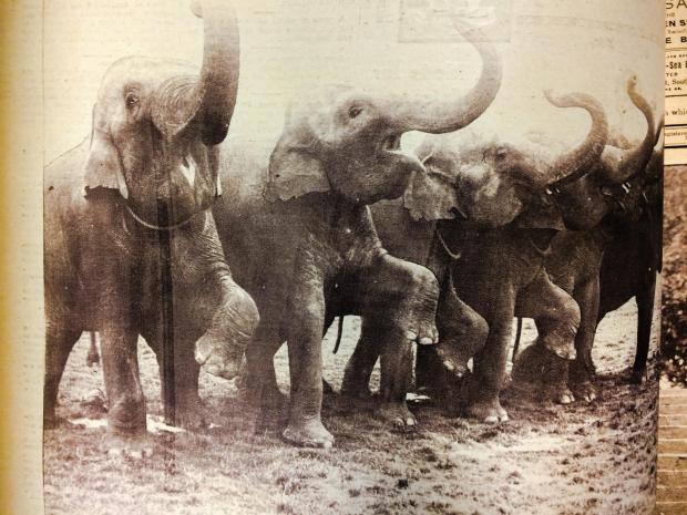 Echo: Ready to perform - elephants from Sangers Circus pictured in 1922 in Southend
