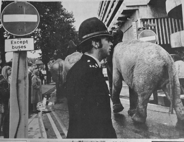 Echo: Not a bus - the elephant parade is forgiven for flouting a no-entry sign in Southend in 1971