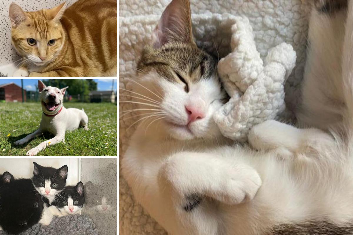 There are a few pets from RSPCA Essex locations who are looking for new homes (RSPCA/Danaher Animal Home)
