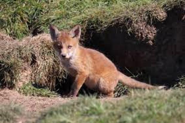 Injured fox cub with bursting abscesses saved by anti-hunting activists