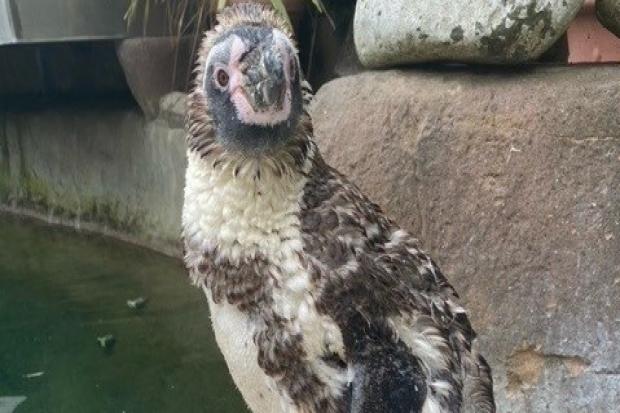 Slammer is missing a few feathers so far at the zoo. Picture: Colchester Zoo.
