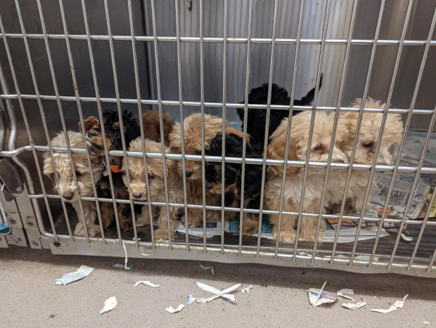 Echo: Some of the puppies which were abandoned. Photo: RSPCA