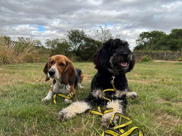 Echo: Darwin with new sibling Newton. Photo: Dogs Trust