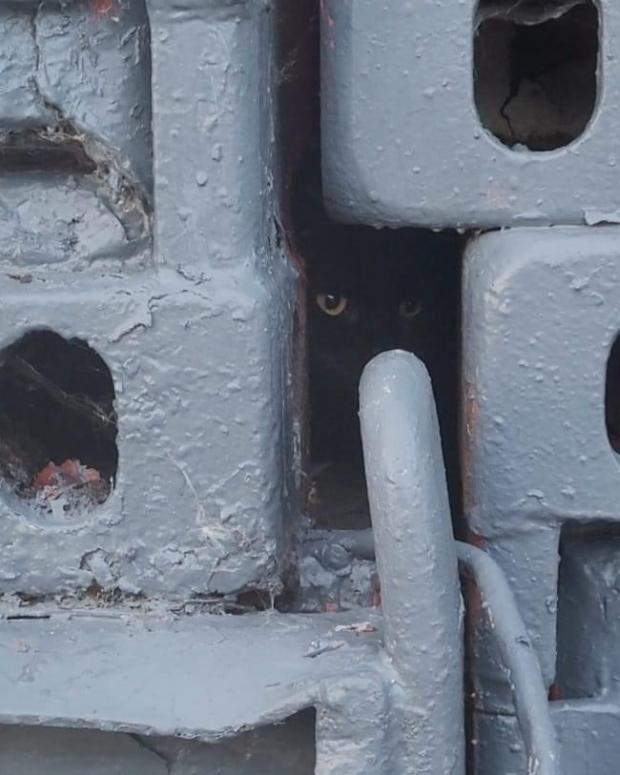 Witham cat who got stuck is rescued by firefighters