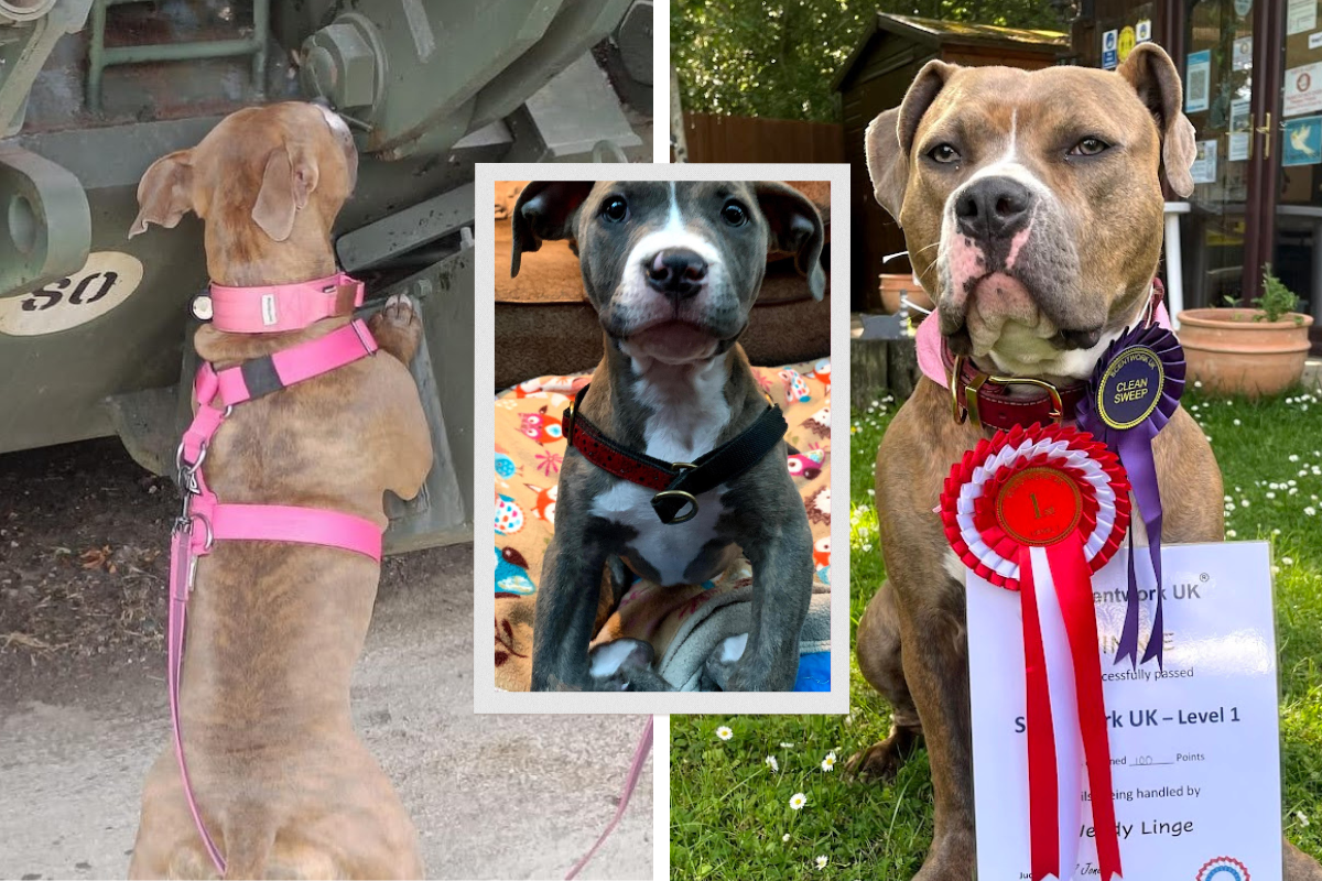 Hockley dog who had bent legs is now top scentwork dog - Vimarsana News