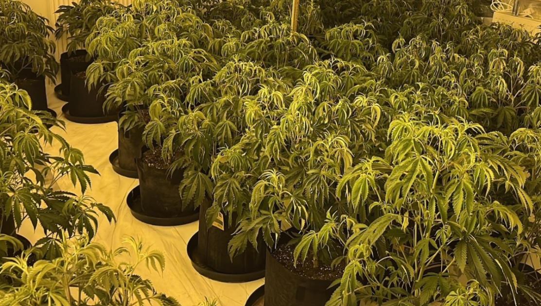 Hockley cannabis farm found and recovered worth £250,000 | Echo 