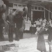 Giants - elephants at Southend Hospital in 1937