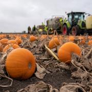 There are a few places in Essex where you can pick your own pumpkins (Joe Giddens/PA)