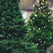 There are a number of places to get real Christmas trees in Essex this year (Canva)