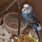 Search for bird's owner after it finds temporary home at train station during storm