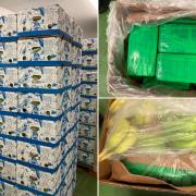 The drugs were seized from a consignment of bananas (pics: NCA)