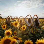Hand hearts at the sunflower fields. All photos by Kerry Green, see www.kerrygreenphotography.com
